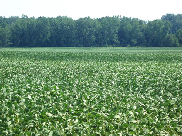 98 +/- Acres Offered in 3 Tracts